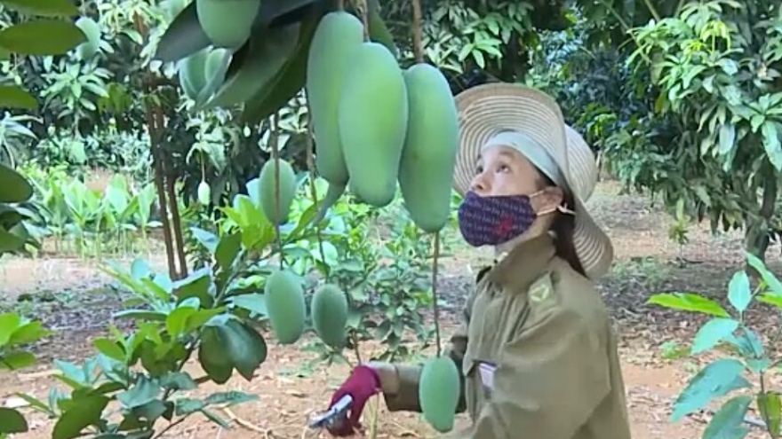 Sản lượng xoài đủ tiêu chuẩn xuất khẩu của Sơn La đạt trên 16.000 tấn