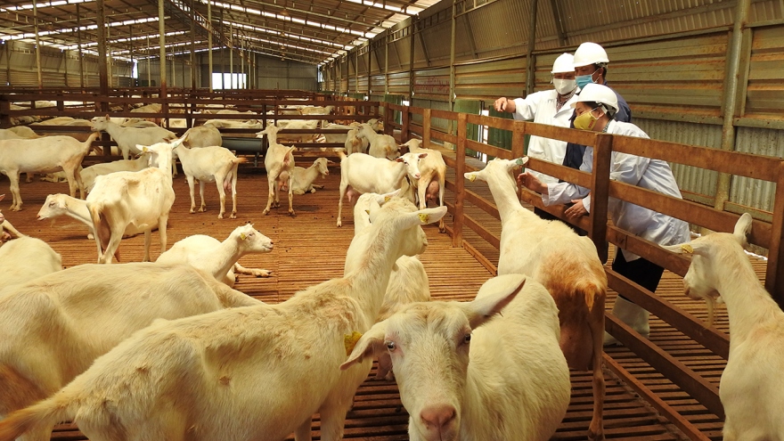 Nuôi dê lấy sữa - hướng đi mới ở Kon Tum