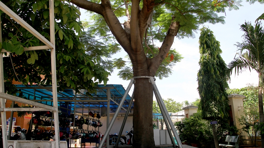 TP HCM không có chủ trương đốn hạ cây trong sân trường