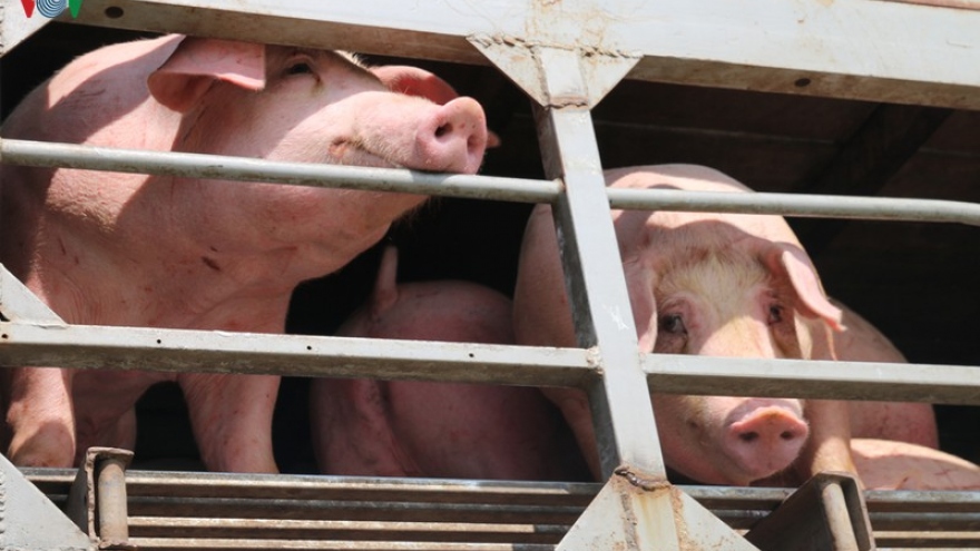 Đại gia chăn nuôi báo lãi trăm tỷ nhờ giá thịt lợn tăng cao