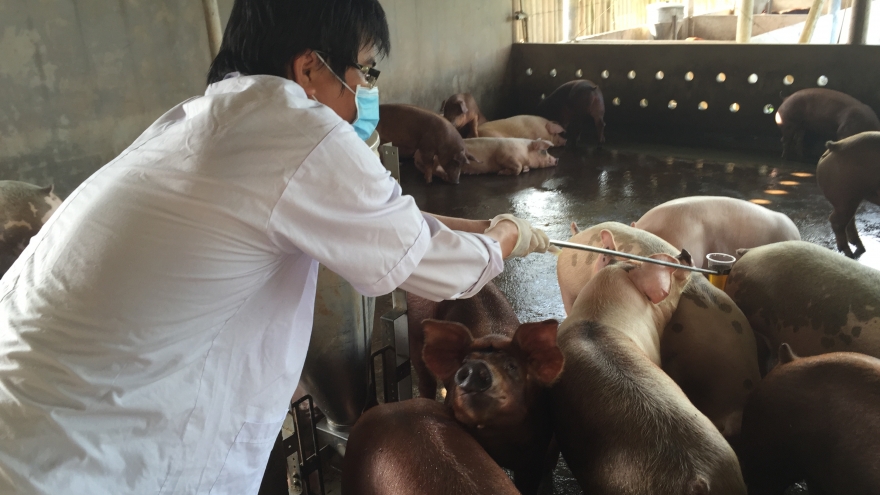 Tiền Giang công bố hết dịch tả lợn Châu Phi