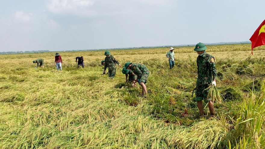 Bộ đội Biên phòng giúp dân gặt lúa bị ngã đổ ở Thừa Thiên-Huế
