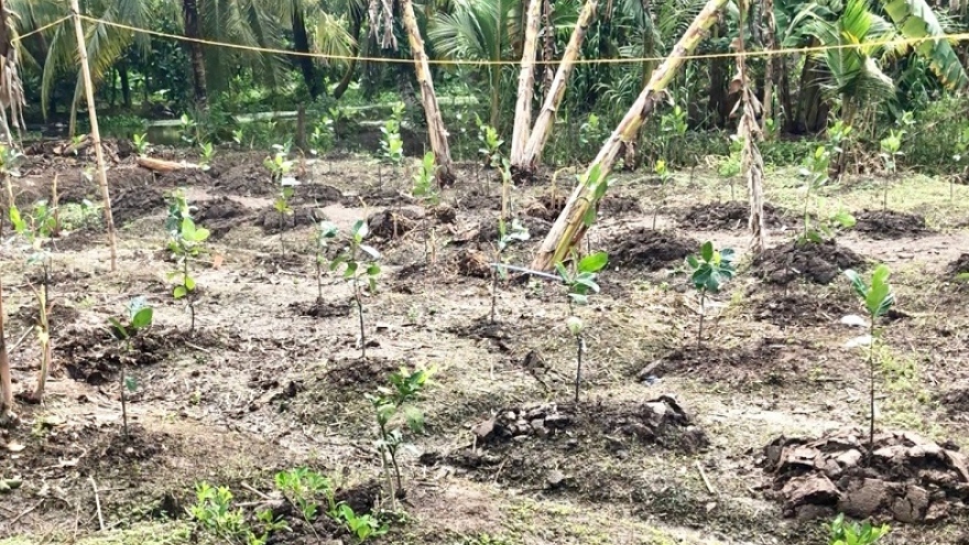 Cây mít Thái giống giá tăng cao do thiếu nguồn cung