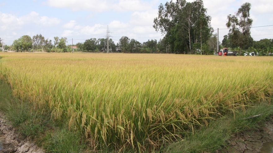 Sóc Trăng: Hiệu quả từ tái cơ cấu ngành nông nghiệp