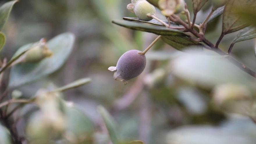 Kiếm tiền triệu nhờ lên rừng hái loại quả 'thần dược' bé tí