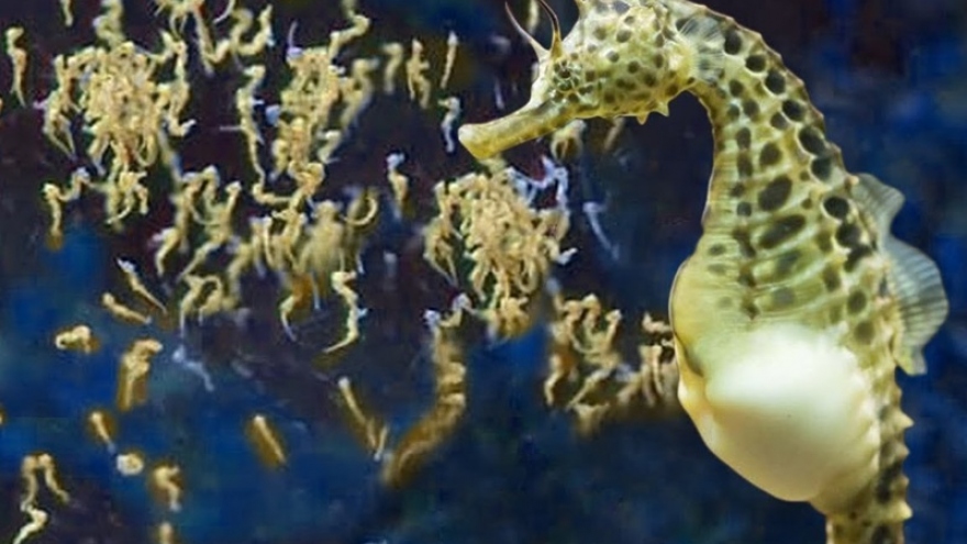 Kỳ lạ việc cá ngựa đực mang thai và đẻ hàng nghìn con