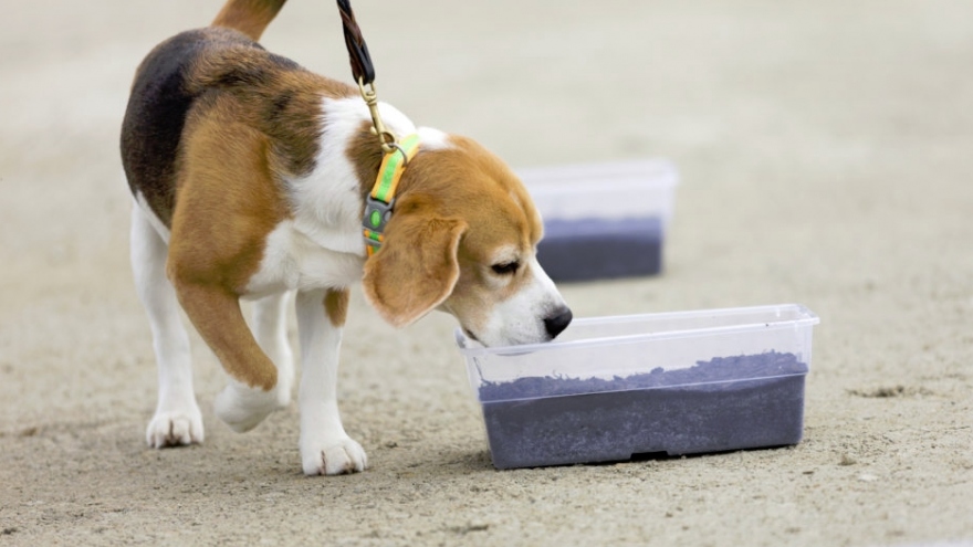 Phần Lan huấn luyện thành công chó đánh hơi được Covid-19