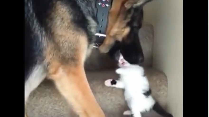 Tan chảy trước cảnh chú chó to lớn giúp mèo con trèo lên cầu thang