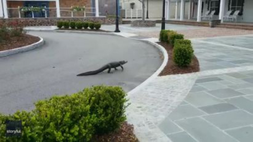Cá sấu “đi dạo” ngoài đường khi mọi người ở nhà tránh Covid-19