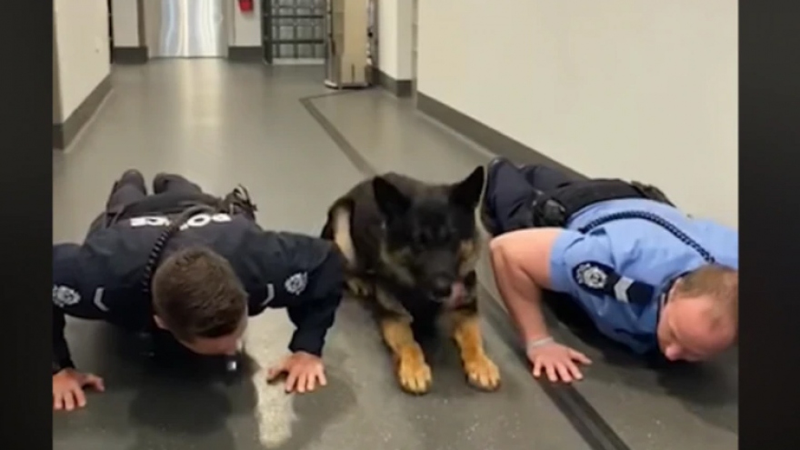 Xem chú chó nghiệp vụ K9 học chống đẩy cùng cảnh sát