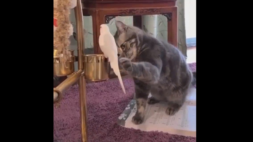 Phản ứng cực gắt của chú vẹt khi được mèo “vuốt ve”