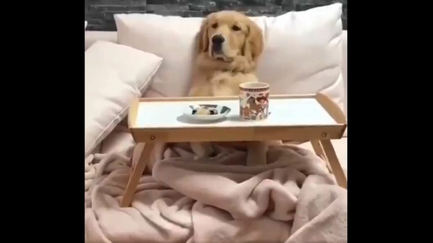 Video: Tận hưởng bữa sáng trên giường phong cách “boss”