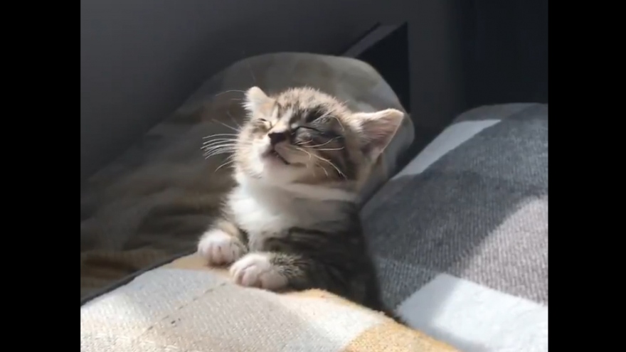 Khoảnh khắc đáng yêu khi chú mèo “gật gù” vì quá buồn ngủ