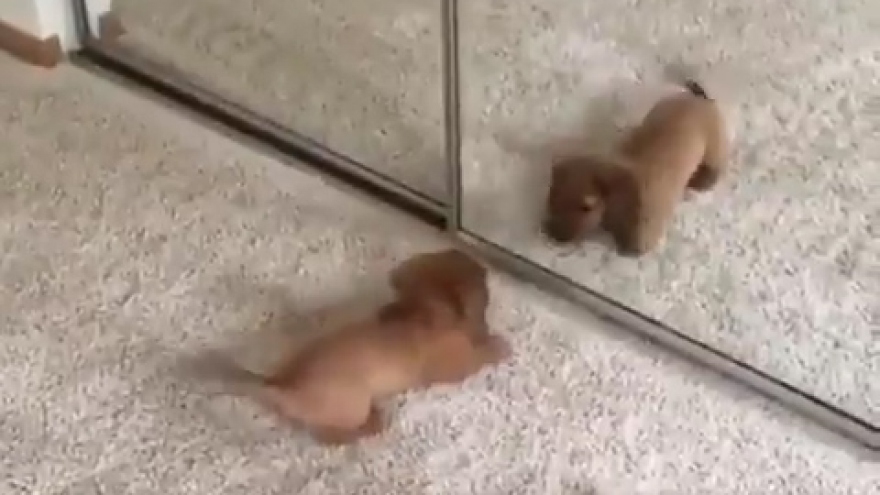 Phản ứng hài hước của chó con khi bắt gặp “người lạ” trong gương