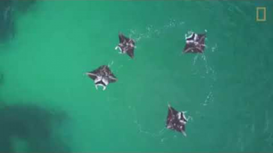 Video: Cá đuổi tạo xoáy nước để “quây” con mồi