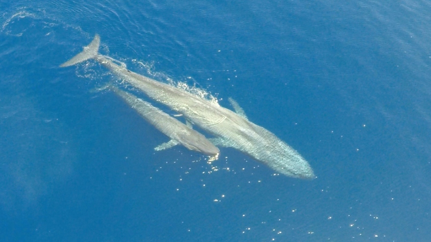 Kỳ diệu khoảnh khắc cá voi xanh cho con bú