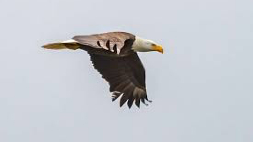 Video: Đại bàng đầu trắng tấn công con mồi từ độ cao 3.000m