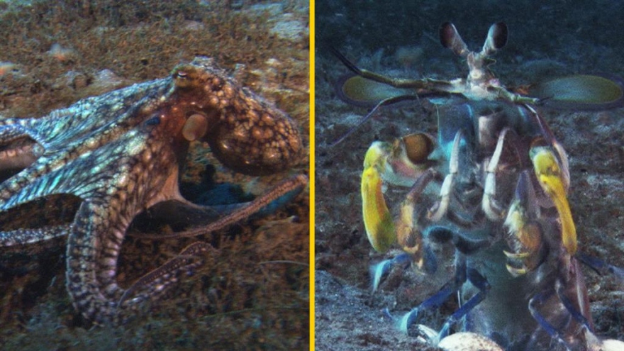 Cuộc đọ sức “một 9 một 10” giữa bạch tuộc và bề bề