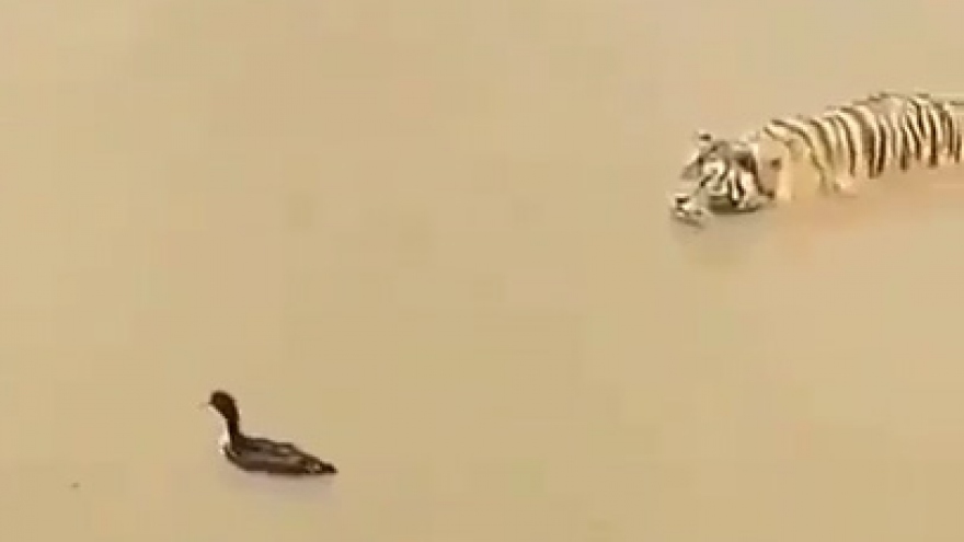 Video: Chú vịt thông minh thoát chết trong gang tấc khi bị hổ rình bắt