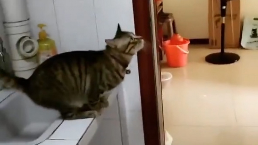 Ngạc nhiên với chiếc “giường ngủ” đặc biệt của mèo