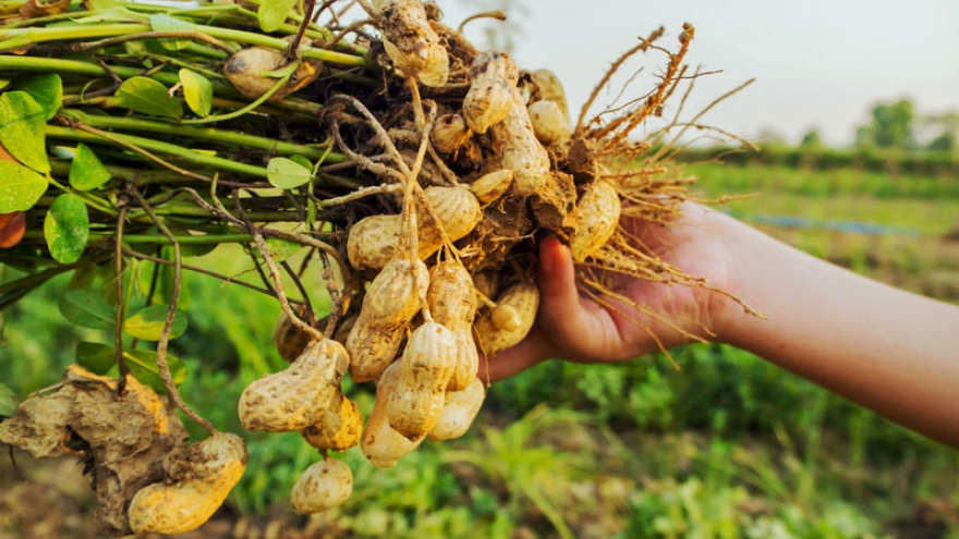 Thu hoạch lạc sớm, nông dân Hà Tĩnh phấn khởi vì được giá