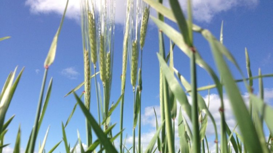 Australia và Trung Quốc tiếp tục căng thẳng với thuế lúa mạch