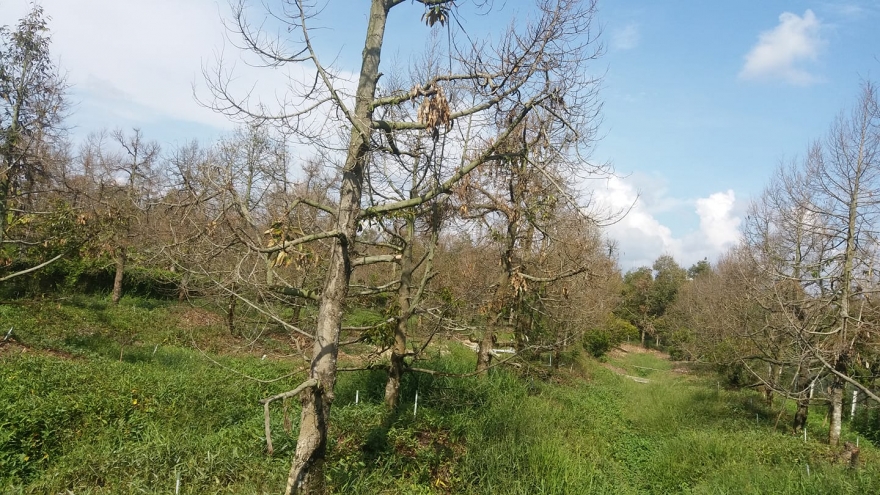 Dịp Tết Đoan Ngọ 2020 sẽ khan hiếm trái cây đặc sản do hạn mặn