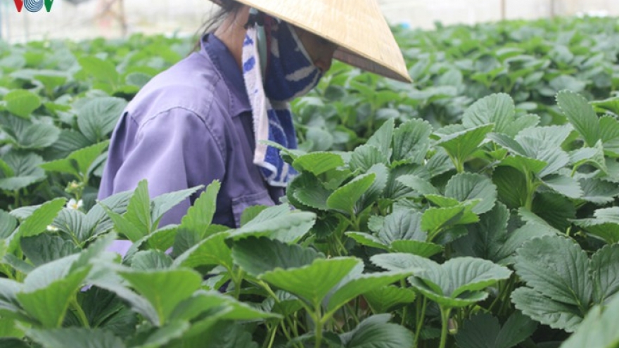 Nông nghiệp khẳng định vai trò “bệ đỡ” của nền kinh tế