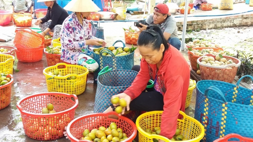 Hạn mặn gay gắt, nhà vườn trồng hồng xiêm vẫn bội thu