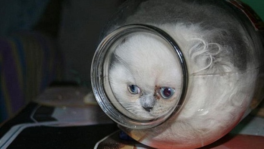 Nghịch dại chui trong lọ thủy tinh, chú mèo loay hoay tìm đường thoát