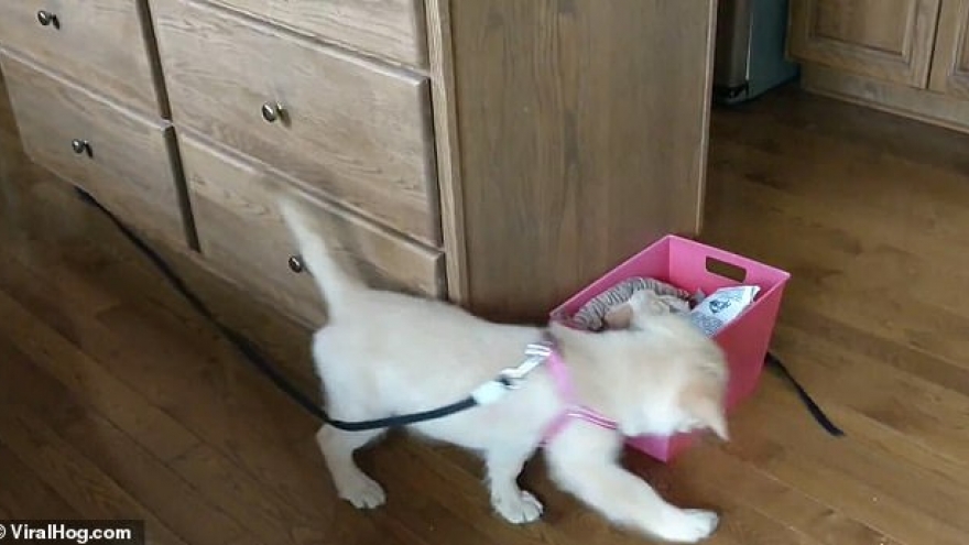 Hài hước chú chó chạy vòng tròn đuổi bắt chiếc dây xích đeo trên cổ