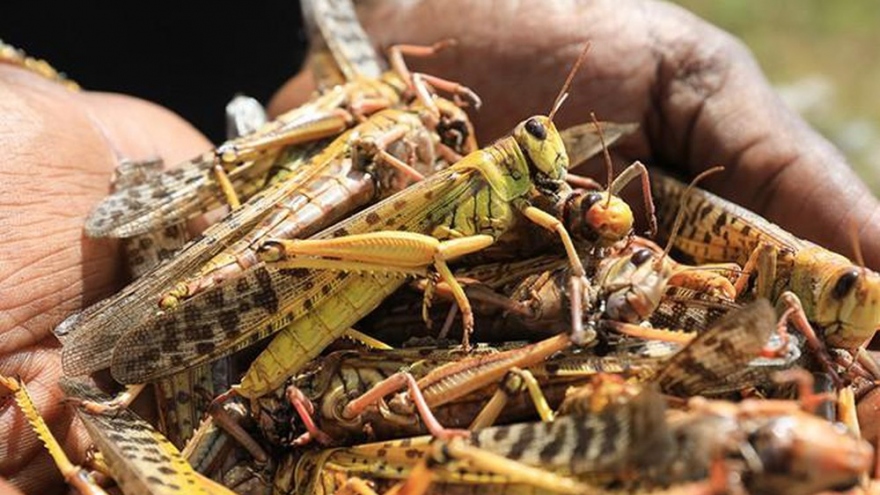 Ấn Độ báo động nạn châu chấu sa mạc tấn công các thành phố