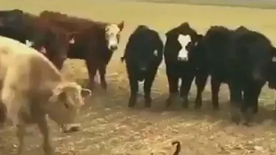 Chú ngỗng dũng cảm một mình đương đầu với cả đàn bò hiếu chiến