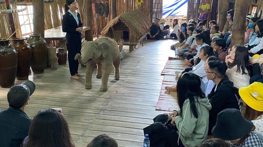 Đắk Lắk chấm dứt du lịch trải nghiệm cưỡi voi để bảo tồn hiệu quả