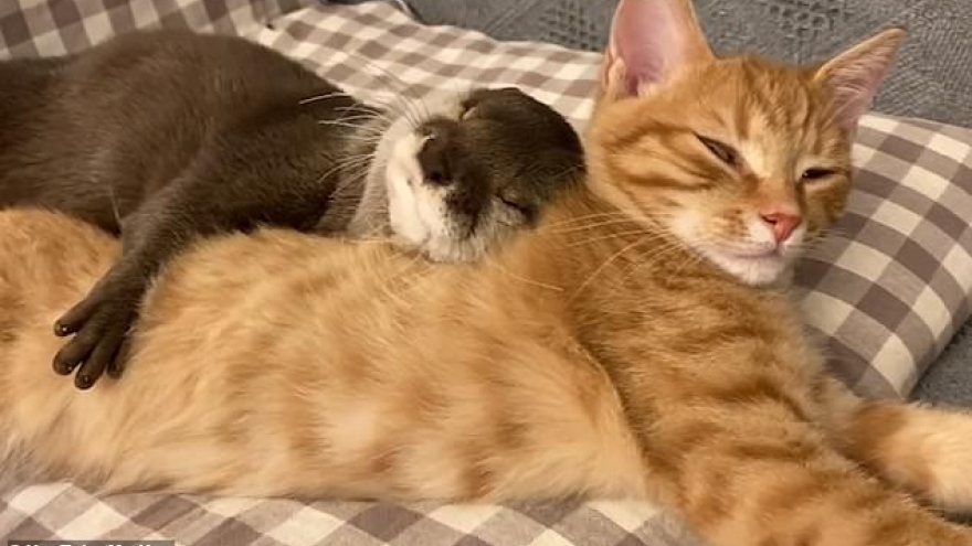 Tan chảy khoảnh khắc rái cá ôm mèo cưng ngủ ngon lành