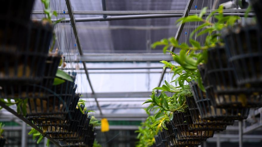 Bí quyết nhận diện lan đột biến tiền tỷ đang “khuynh đảo” thị trường