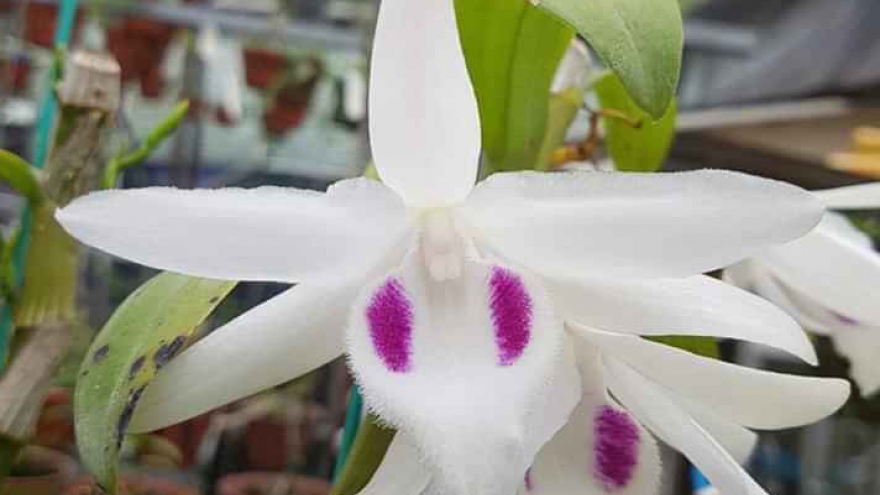 “Cơn sốt” lan đột biến tiền tỷ tràn về vựa hoa Đông La