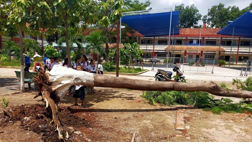 Thêm 1 vụ cây đổ trong sân trường khiến học sinh, phụ huynh hoảng sợ