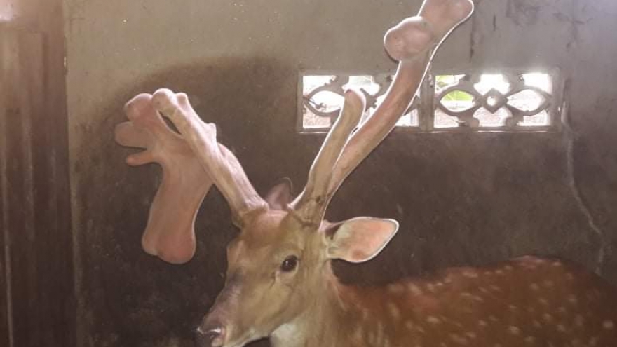 Cận cảnh cặp nhung hươu “siêu khủng”, bán giá kỷ lục ở Hà Tĩnh