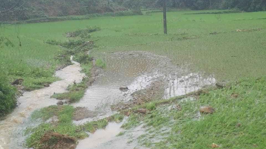 Hàng trăm ha hoa màu ở Yên Bái bị ngập úng
