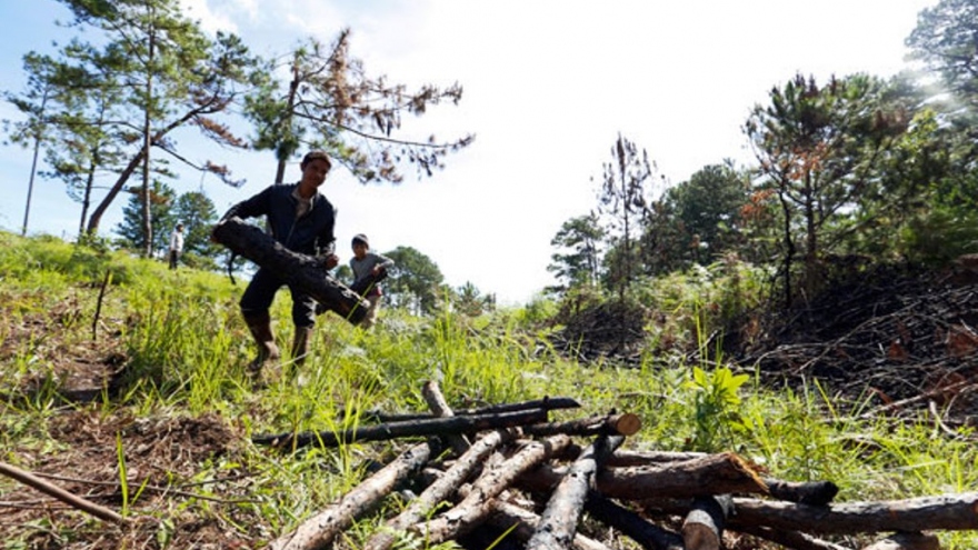 Một phụ nữ bị xử phạt 85 triệu đồng vì phá rừng chiếm đất trái phép