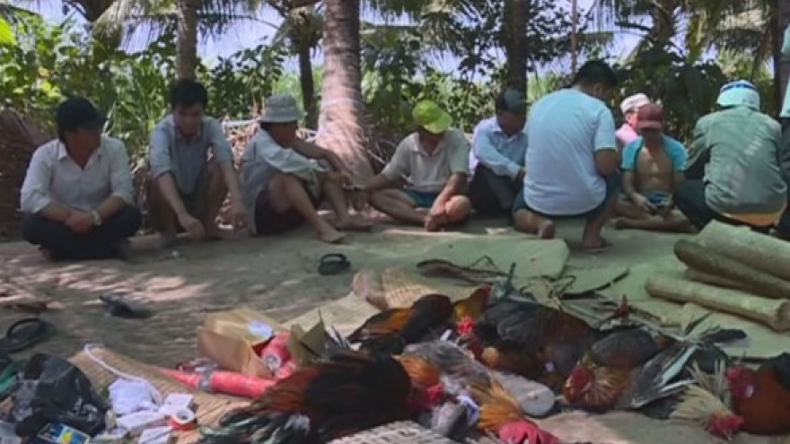 Tiền Giang họp HĐND tỉnh “mổ xẻ” tình trạng đá gà tràn lan