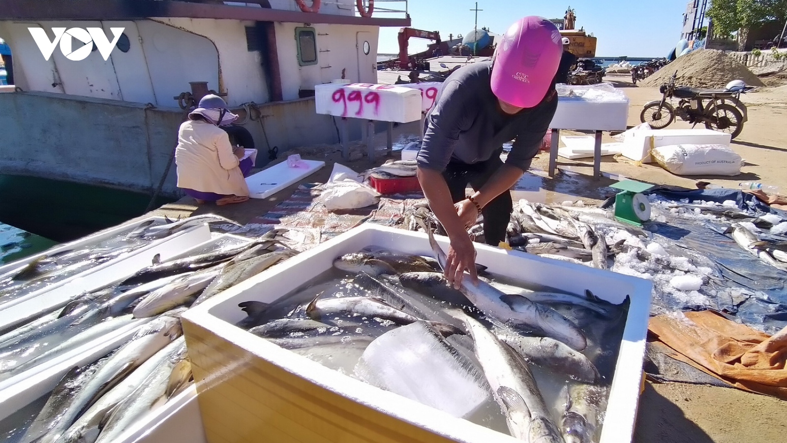 Cá bớp nuôi Lý Sơn chết hàng loạt do thời tiết