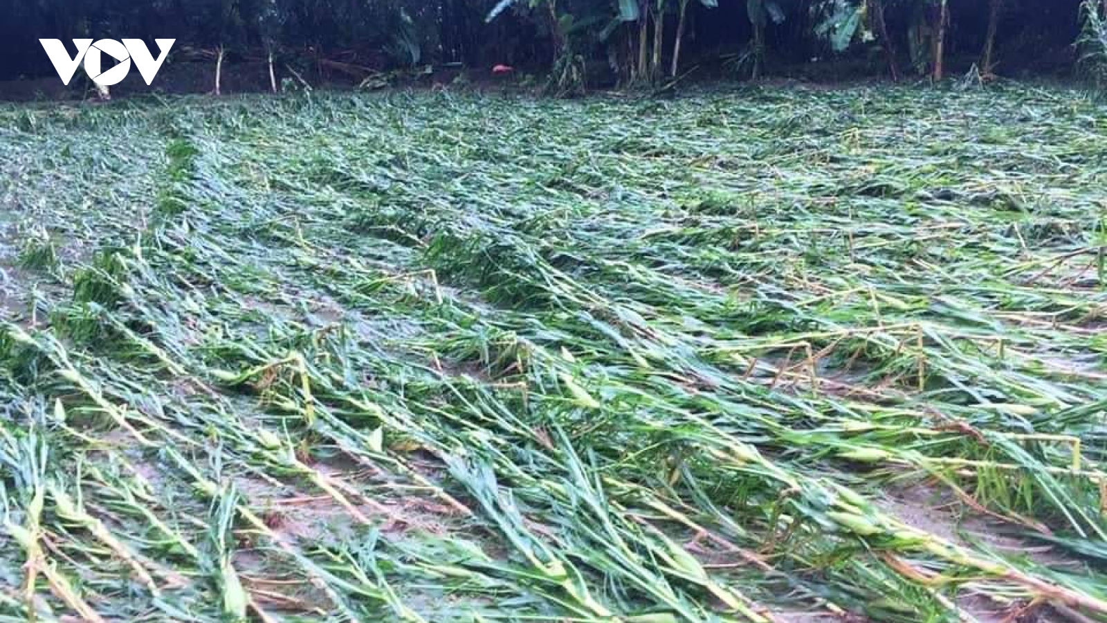 Yên Bái khẩn trương khắc phục hậu quả mưa lũ