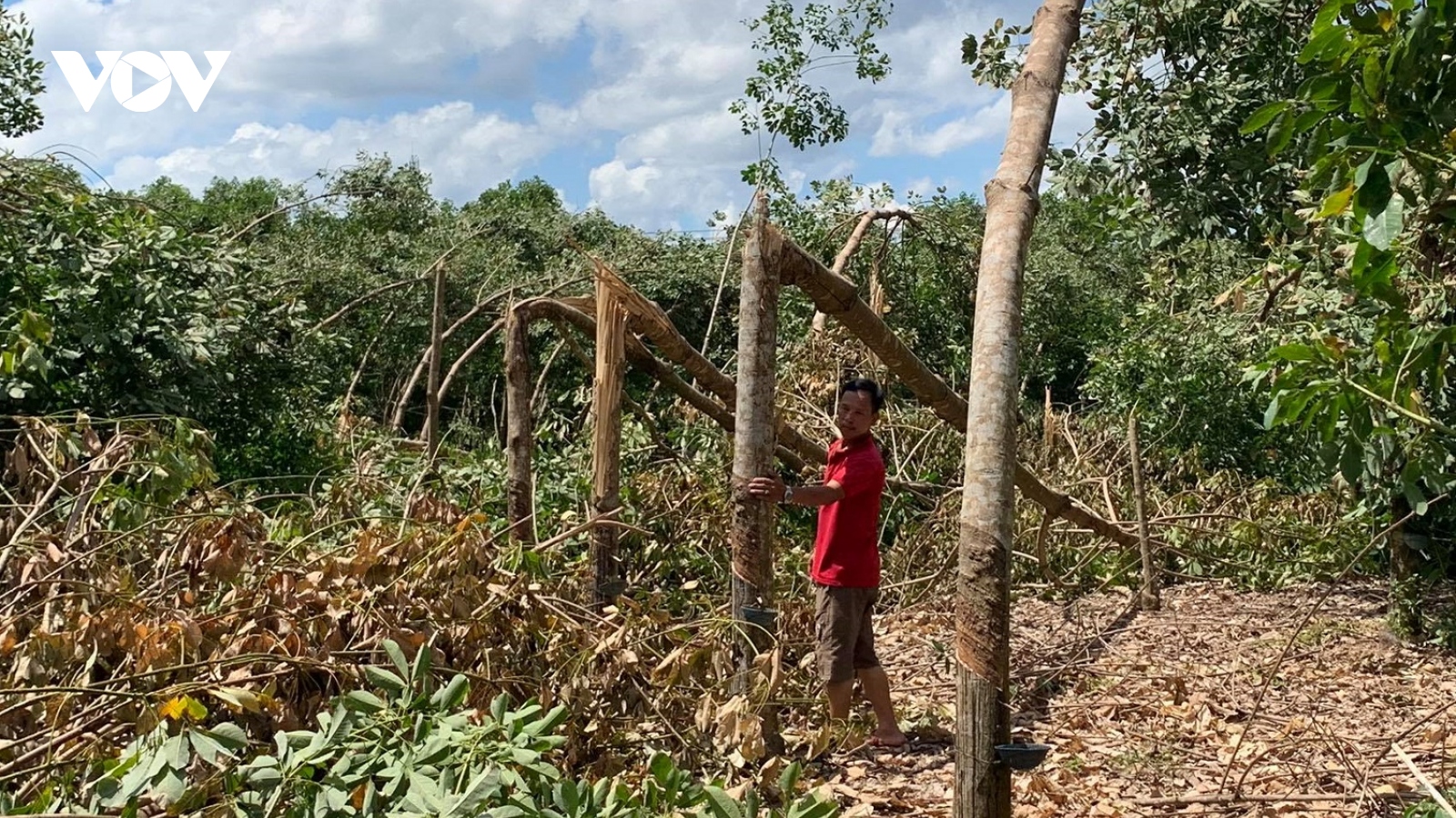 Nước mắt của người trồng cao su rơi sau bão số 5