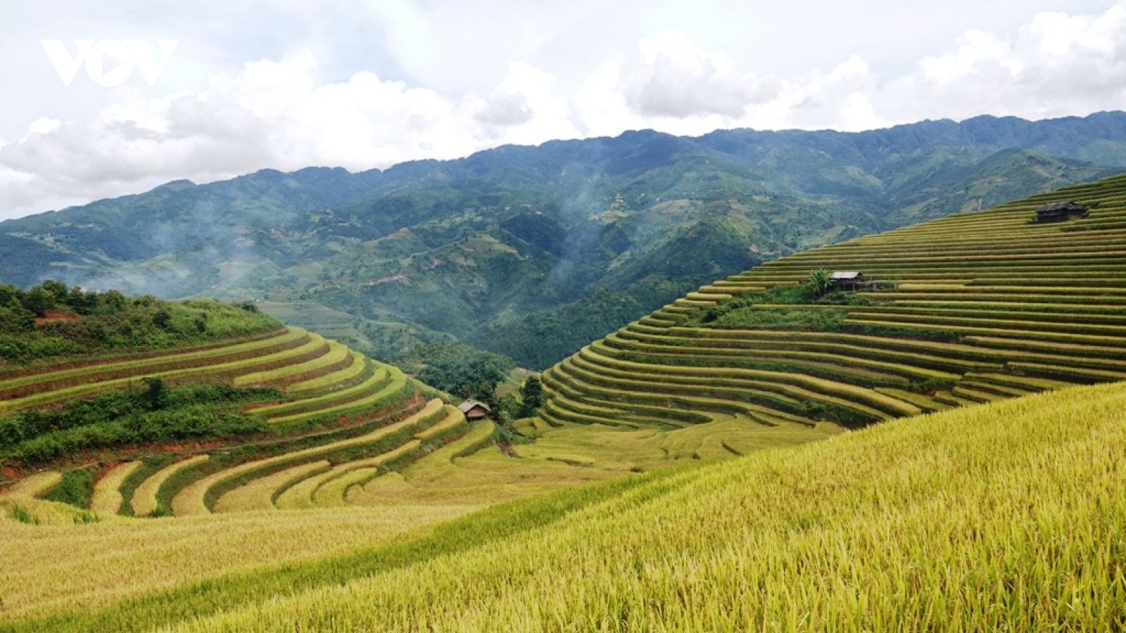 Du khách hào hứng khám phá mùa vàng ở Mù Cang Chải