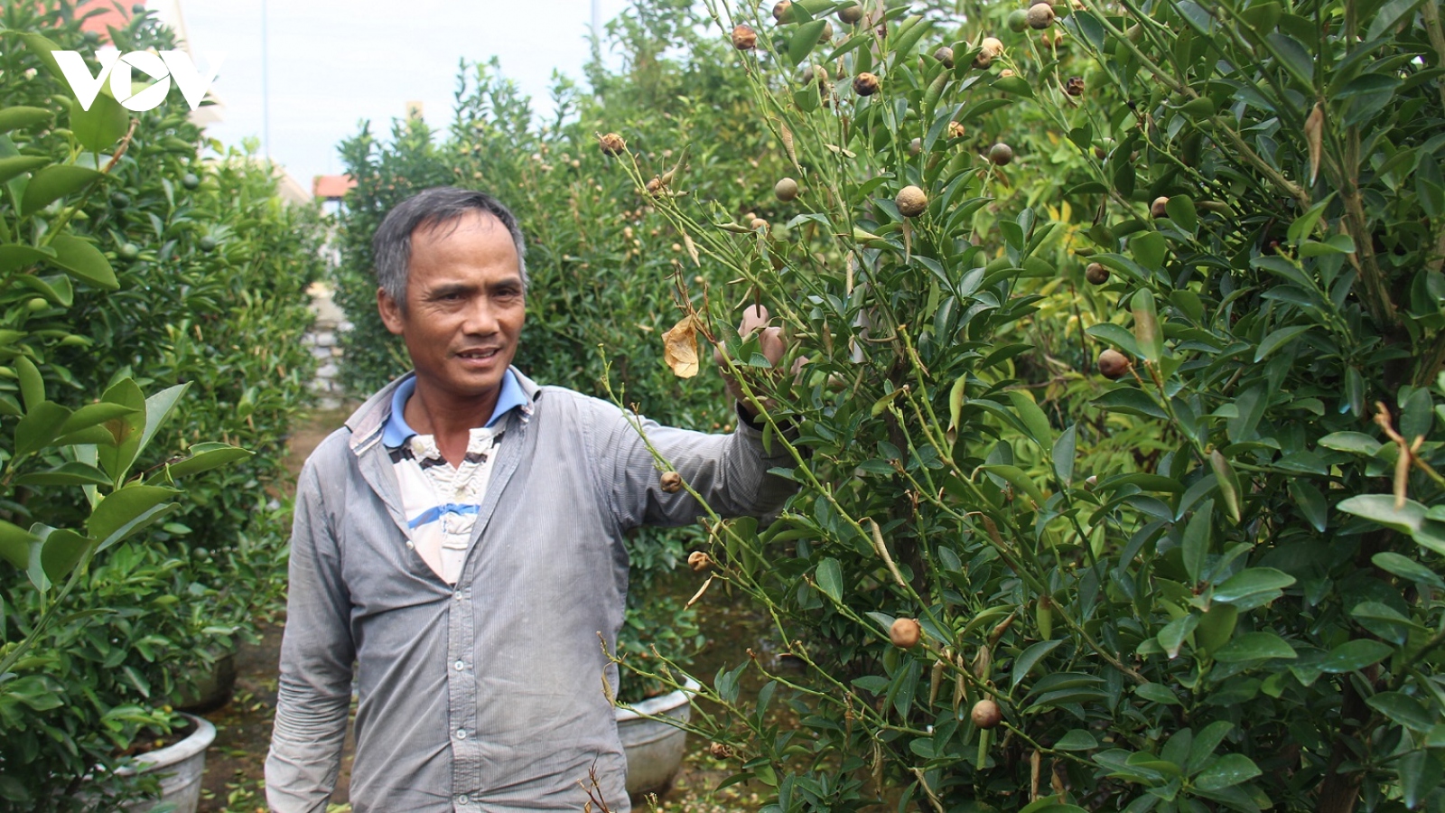 Nông dân trắng tay vì quất bị ngập úng, sắn hỏng phải đổ xuống ruộng