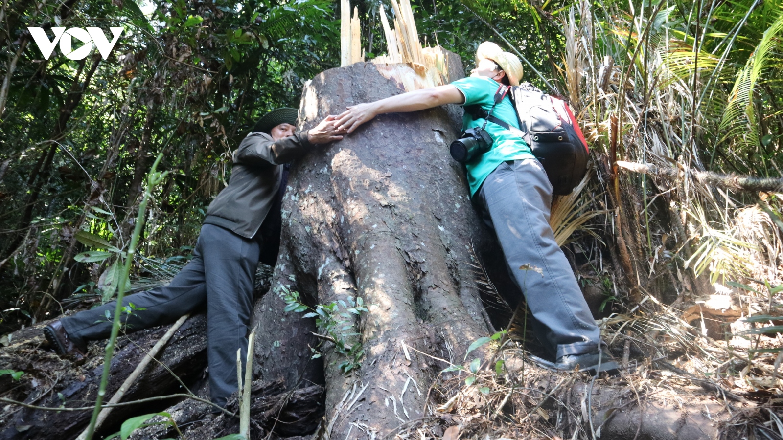 Lâm Đồng hoả tốc chỉ đạo điều tra vụ cưa hạ rừng bạch tùng trăm tuổi