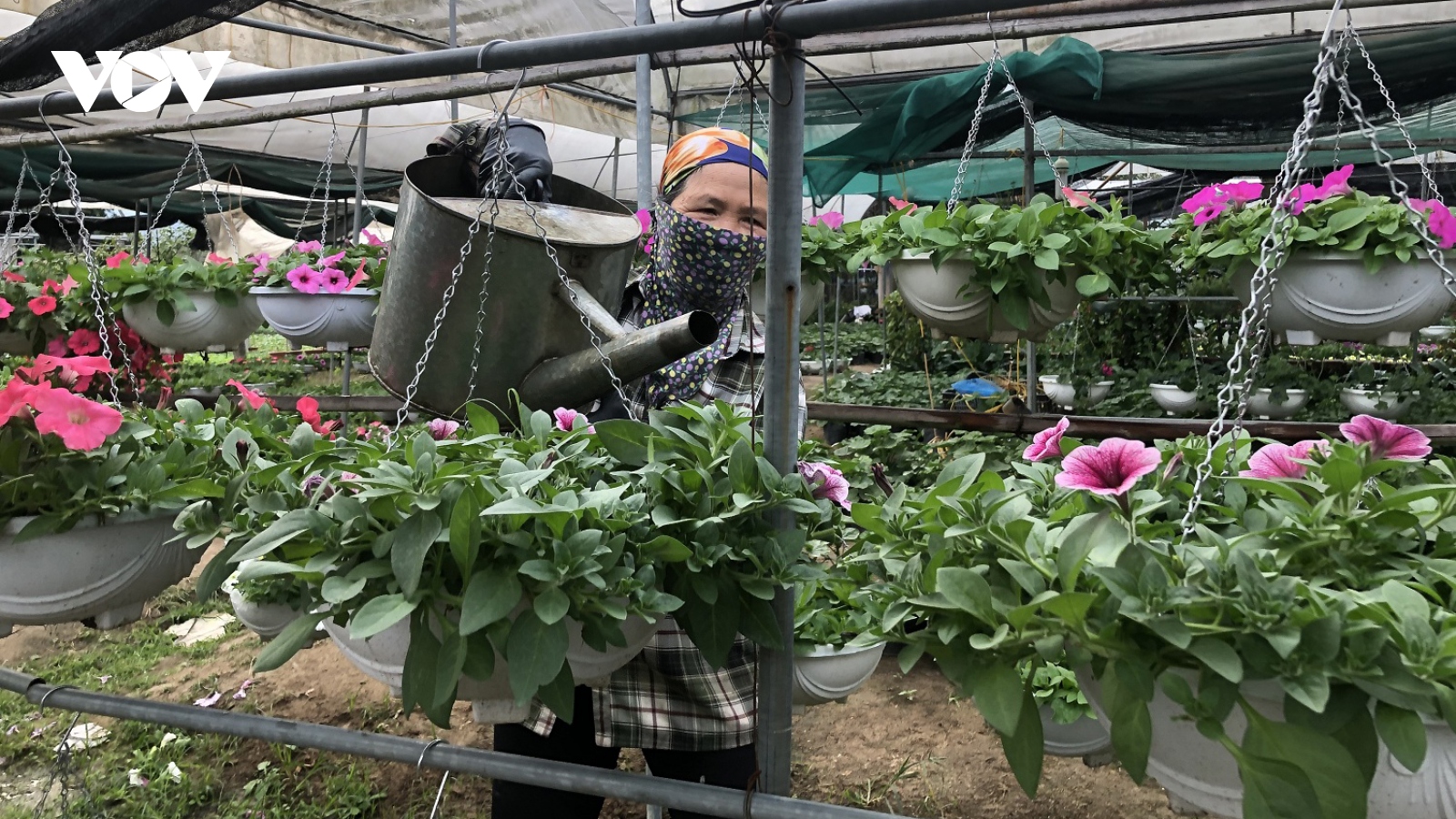 Làng hoa vào vụ Tết