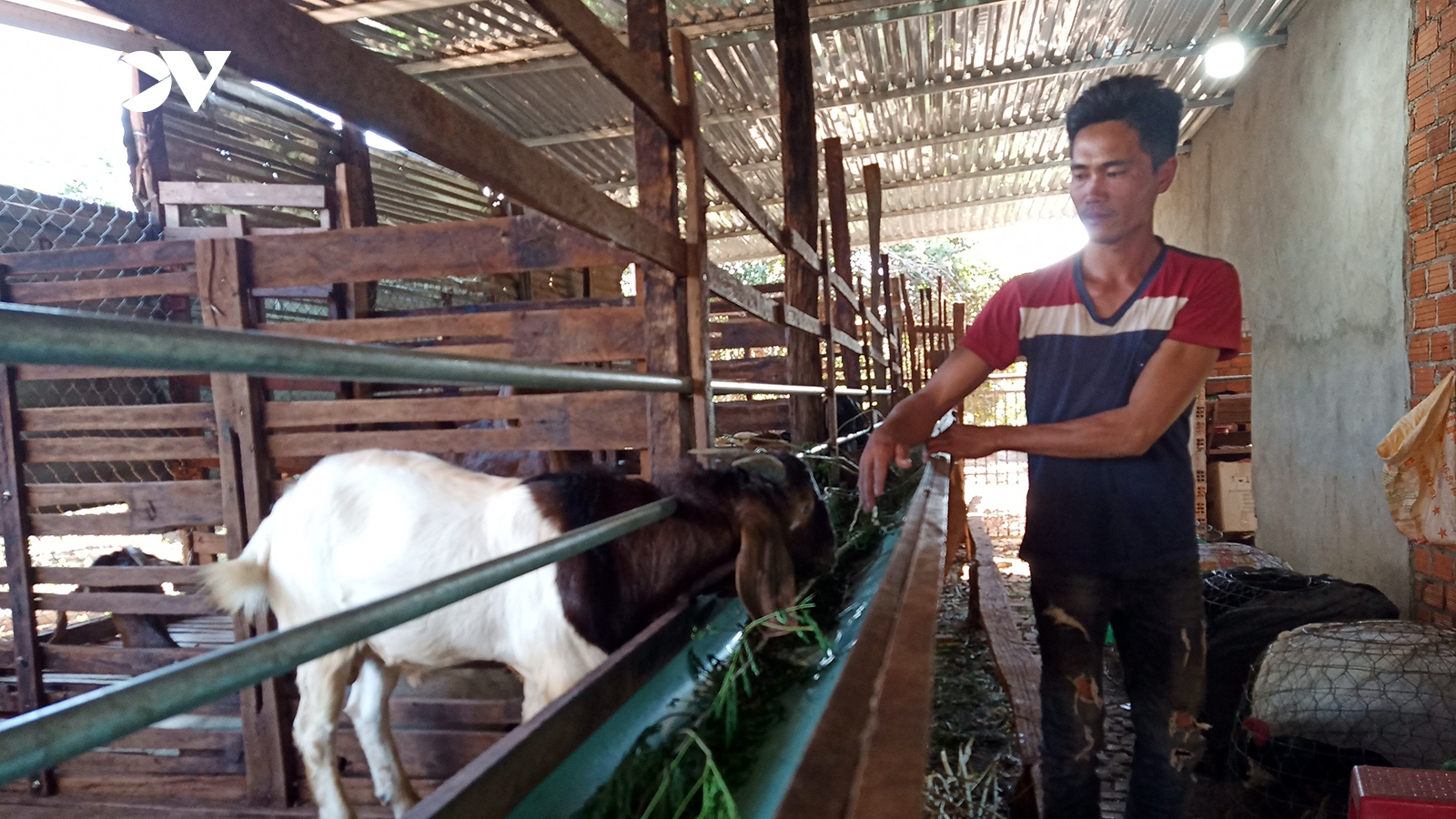 Thủ phủ hồ tiêu Chư Pưh "hồi sinh" nhờ chuyển đổi cơ cấu cây trồng